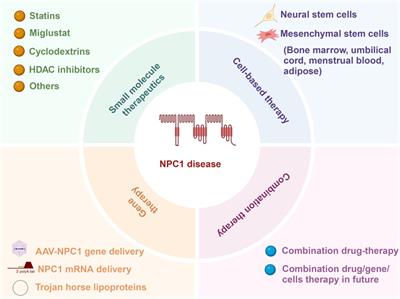 Advances in research on potential therapeutic approaches for Niemann-Pick C1 disease